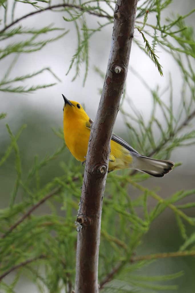 Grosse Savanne Eco-Tours is Southwest Louisiana just South of Lake Charles Louisiana. The Naturalist will take out and give an up-close wildlife adventure! #GrosseSavanne #ecotour #ecotourism wildlifephotography