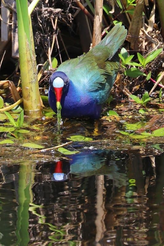 Plan your perfect trip to Cameron Prairie National Wildlife Refuge in Southwest Louisiana with my things to do, travel tips and much more! #cameronprairie #nationalwildliferefuge #creolenaturetrail #wildlifeviewing 