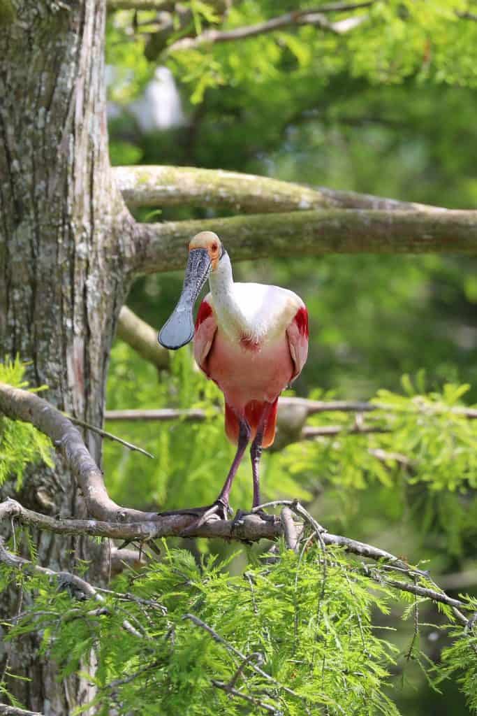 Grosse Savanne Eco-Tours is Southwest Louisiana just South of Lake Charles Louisiana. The Naturalist will take out and give an up-close wildlife adventure! #GrosseSavanne #ecotour #ecotourism wildlifephotography
