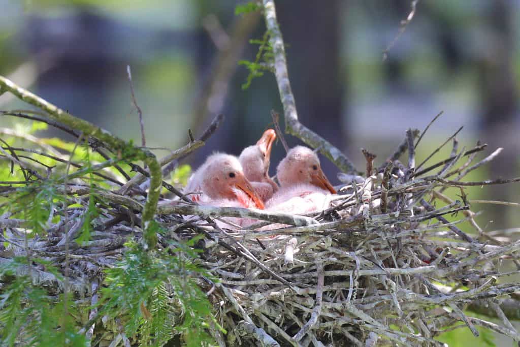 Grosse Savanne Eco-Tours is Southwest Louisiana just South of Lake Charles Louisiana. The Naturalist will take out and give an up-close wildlife adventure! #GrosseSavanne #ecotour #ecotourism wildlifephotography