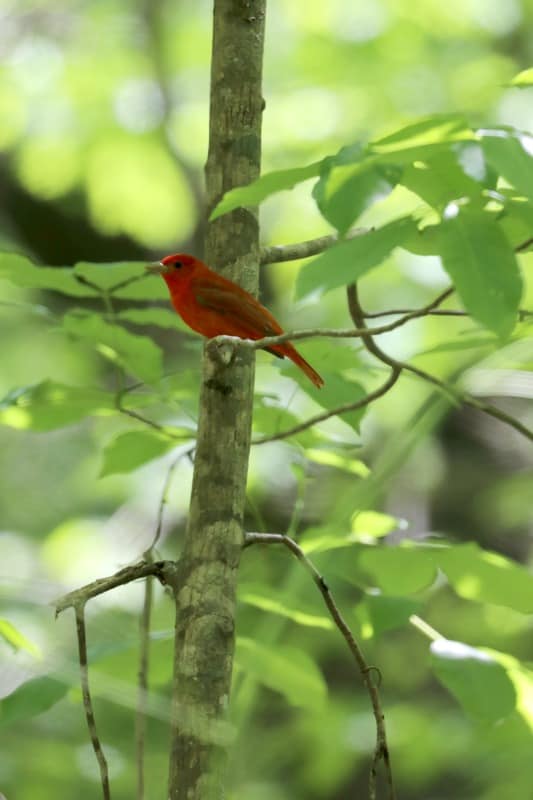 Red Summer Tanager Bird on a tree limb