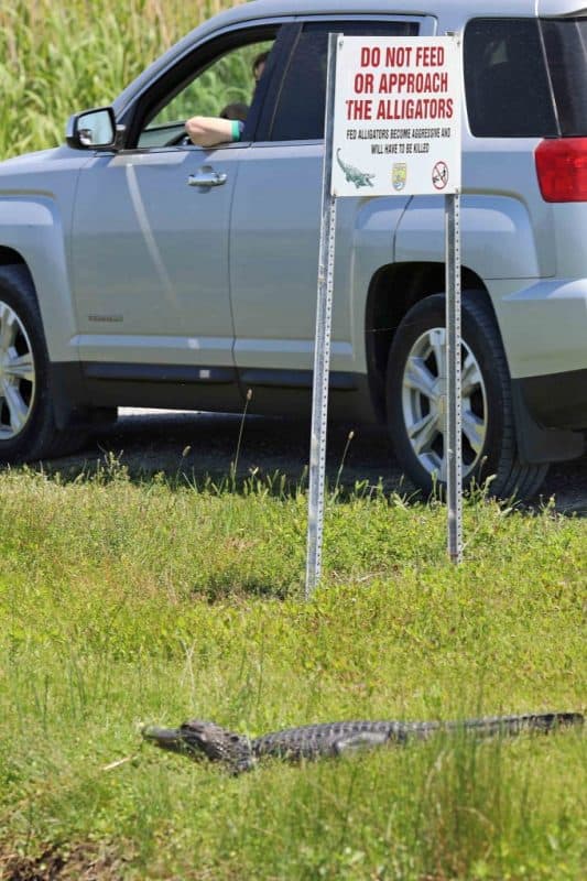 Plan your perfect trip to Cameron Prairie National Wildlife Refuge in Southwest Louisiana with my things to do, travel tips and much more! #cameronprairie #nationalwildliferefuge #creolenaturetrail #wildlifeviewing 