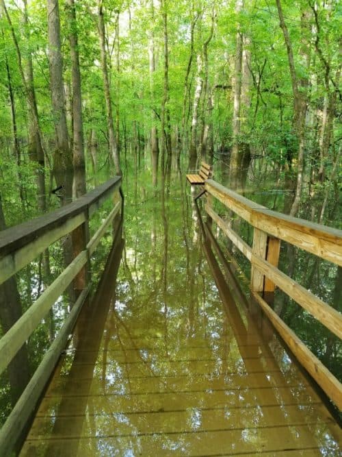 congaree national park tshirt