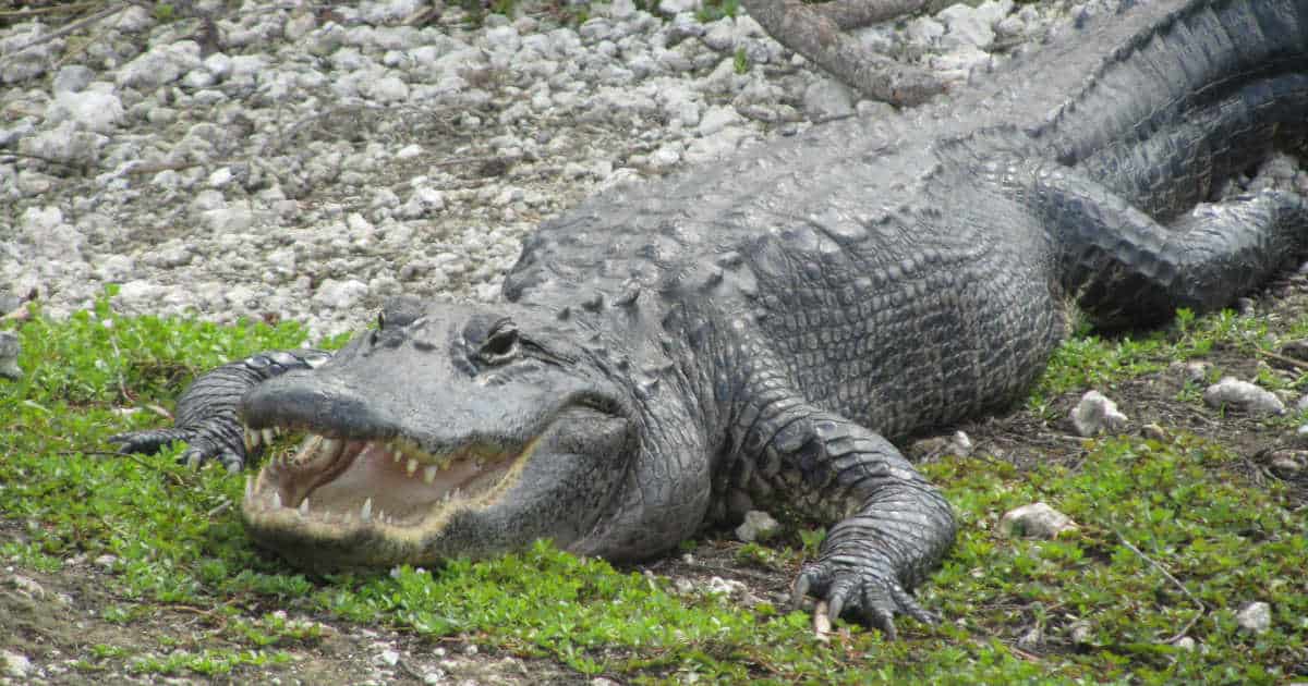 Things to do Everglades National Park - Florida