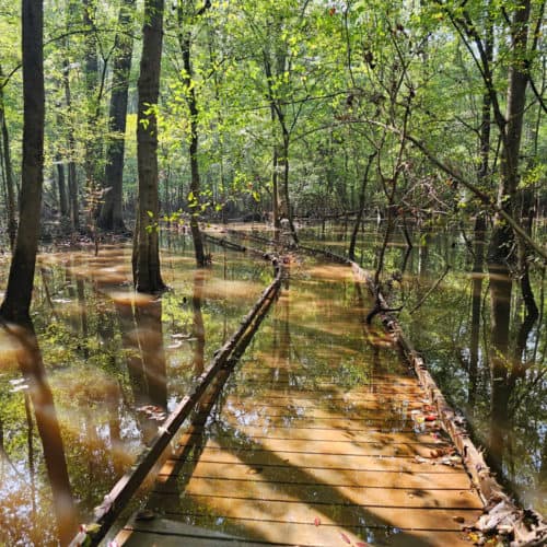 Boardwalk Trail Congaree National Park
