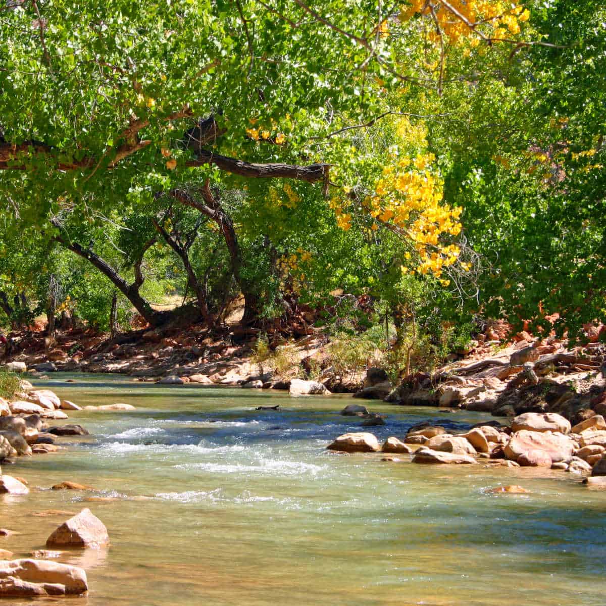Fall colors on the Cottonwood Trees lining the Virgin River in Zion National Park in the Fall
