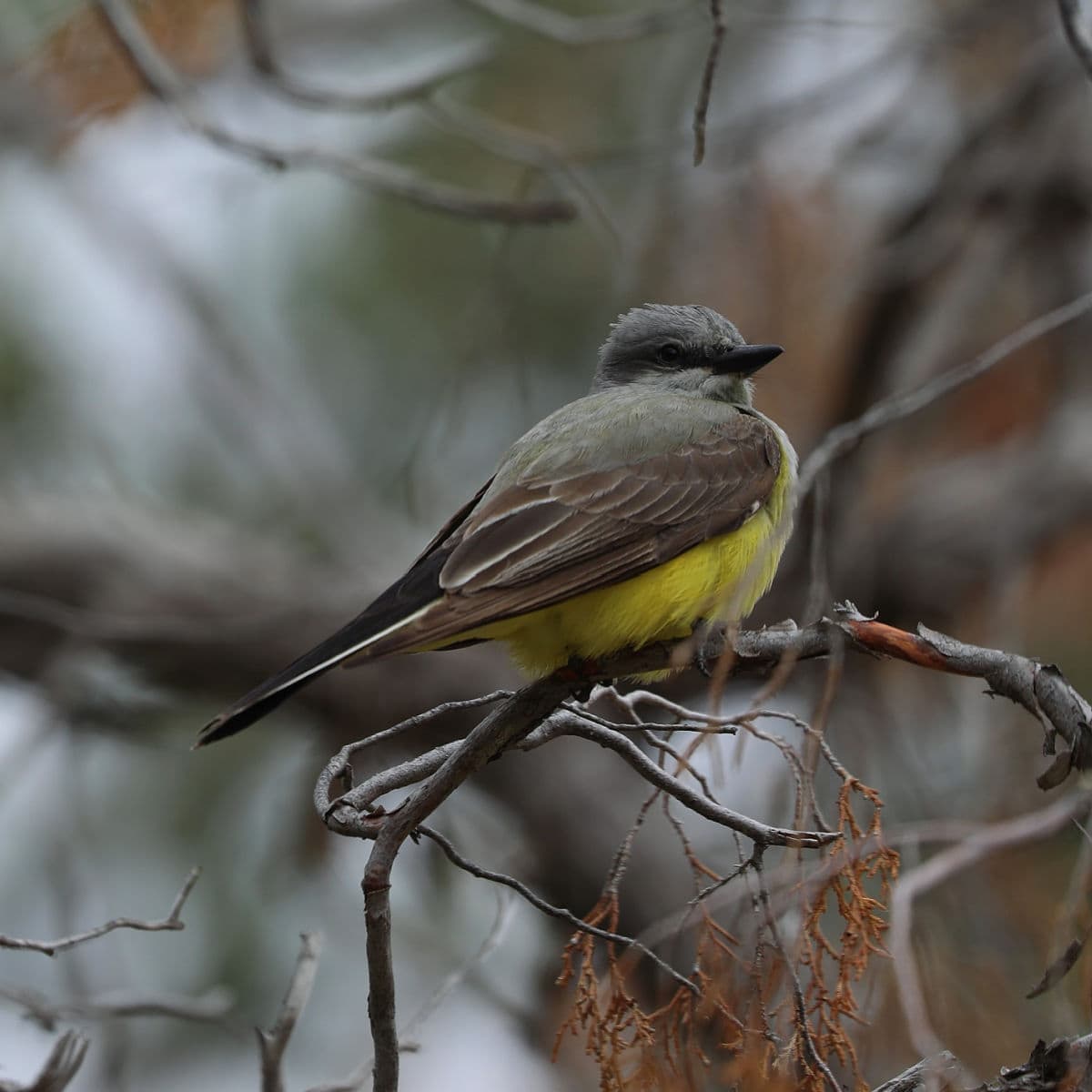 Western Kingbird is 1 of 291 different bird species that have found their way into Zion National Park