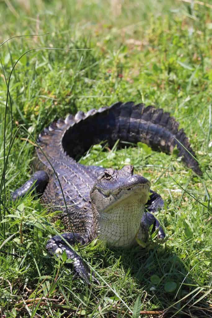 The ultimate guide to exploring the Creole Nature Trail in Southwest Louisiana #creolenaturetrail #louisiana #Louisianaoutback