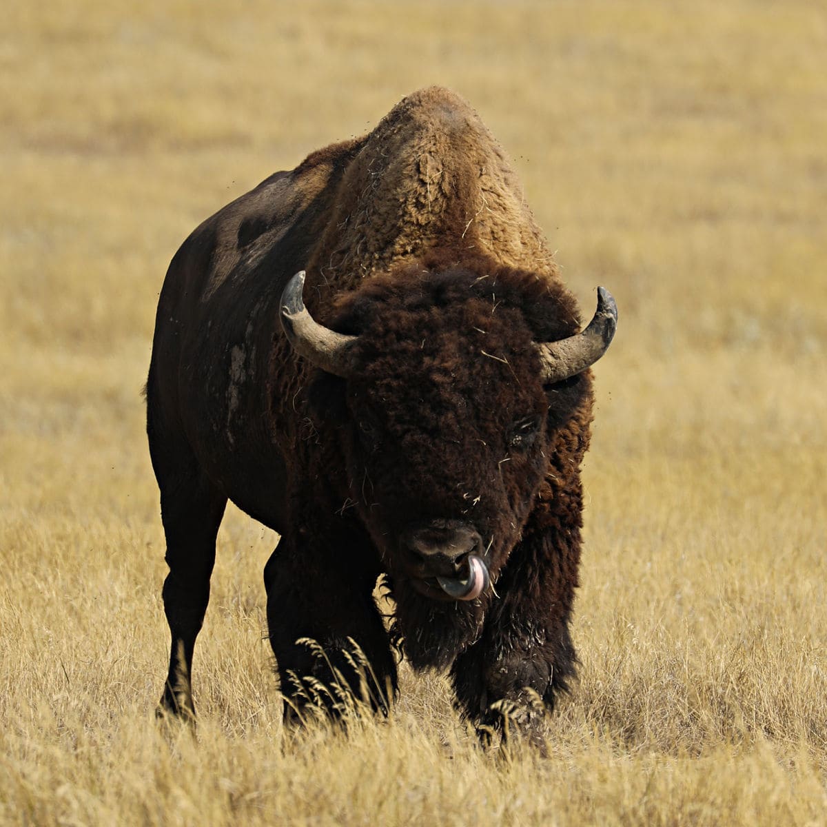 Bison in Badlands National Park