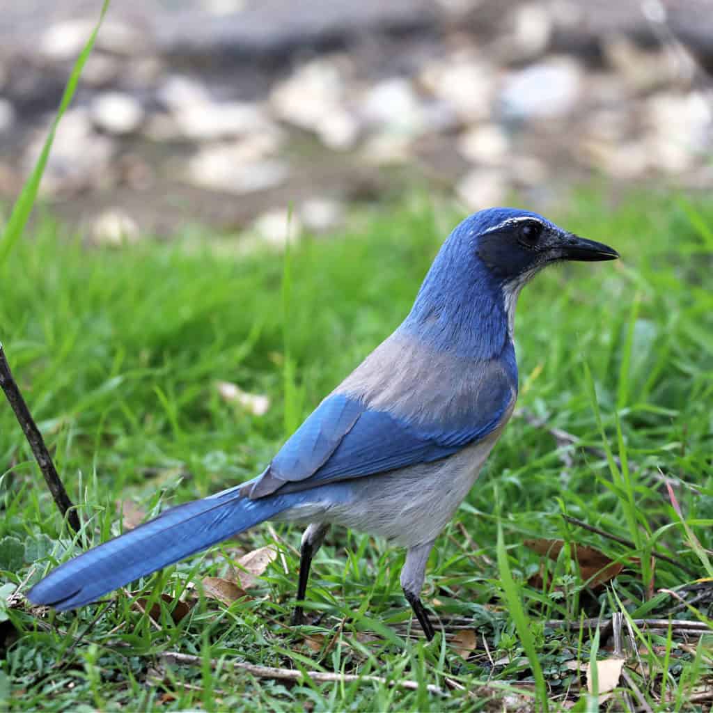 California scrub jay in Potwisha Campground Sequoia National Park
