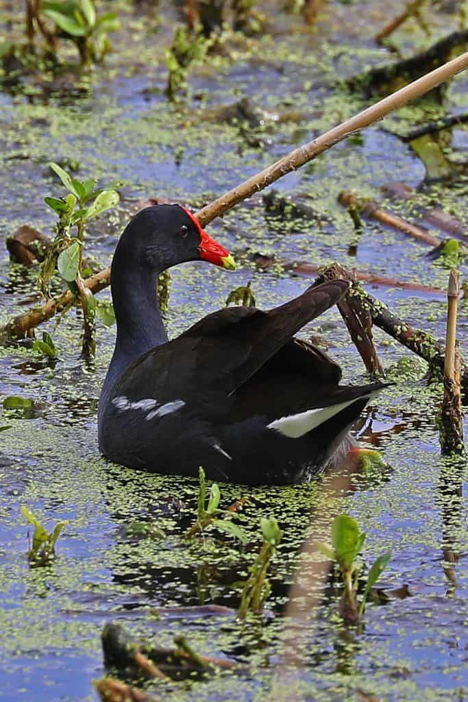 The ultimate guide to exploring the Creole Nature Trail in Southwest Louisiana #creolenaturetrail #louisiana #Louisianaoutback