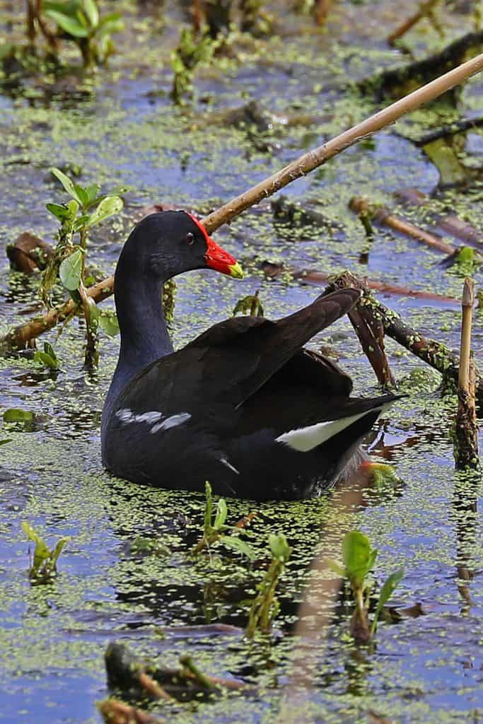 The ultimate guide to exploring the Creole Nature Trail in Southwest Louisiana #creolenaturetrail #louisiana #Louisianaoutback 