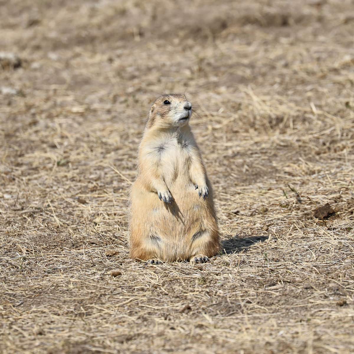 Prairie Dog in Badlands National Park