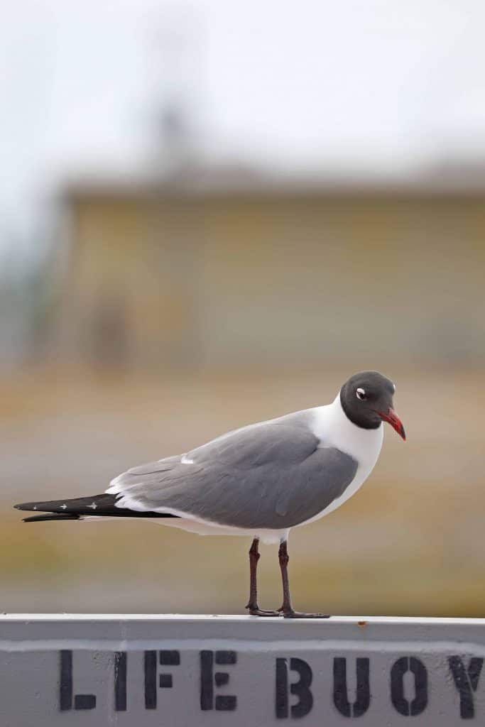 The ultimate guide to exploring the Creole Nature Trail in Southwest Louisiana #creolenaturetrail #louisiana #Louisianaoutback