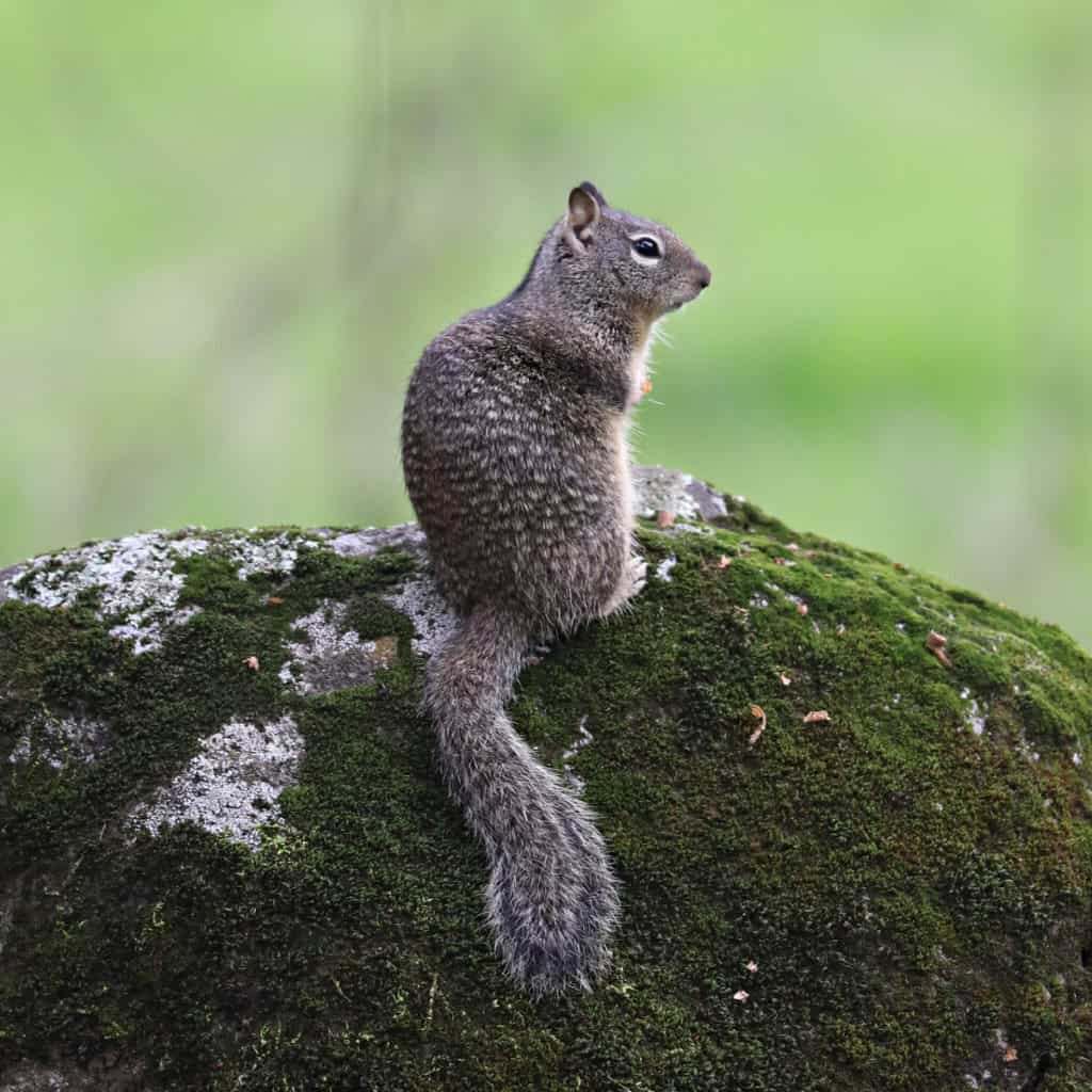 Squirrel at Potwisha Campground in Sequoia National Park