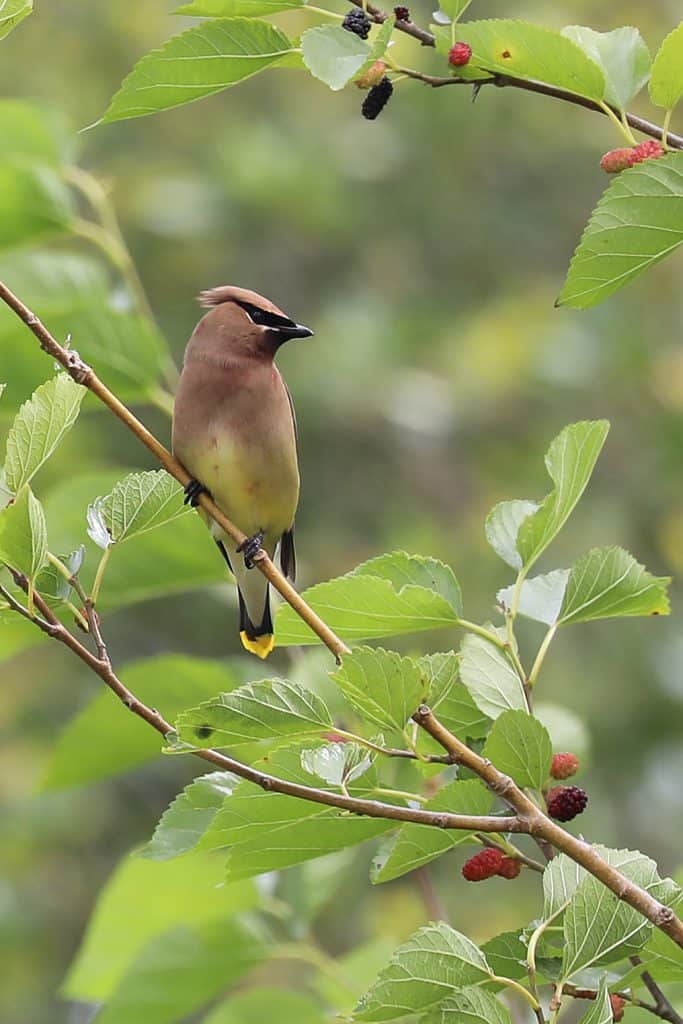 The ultimate guide to exploring the Creole Nature Trail in Southwest Louisiana #creolenaturetrail #louisiana #Louisianaoutback