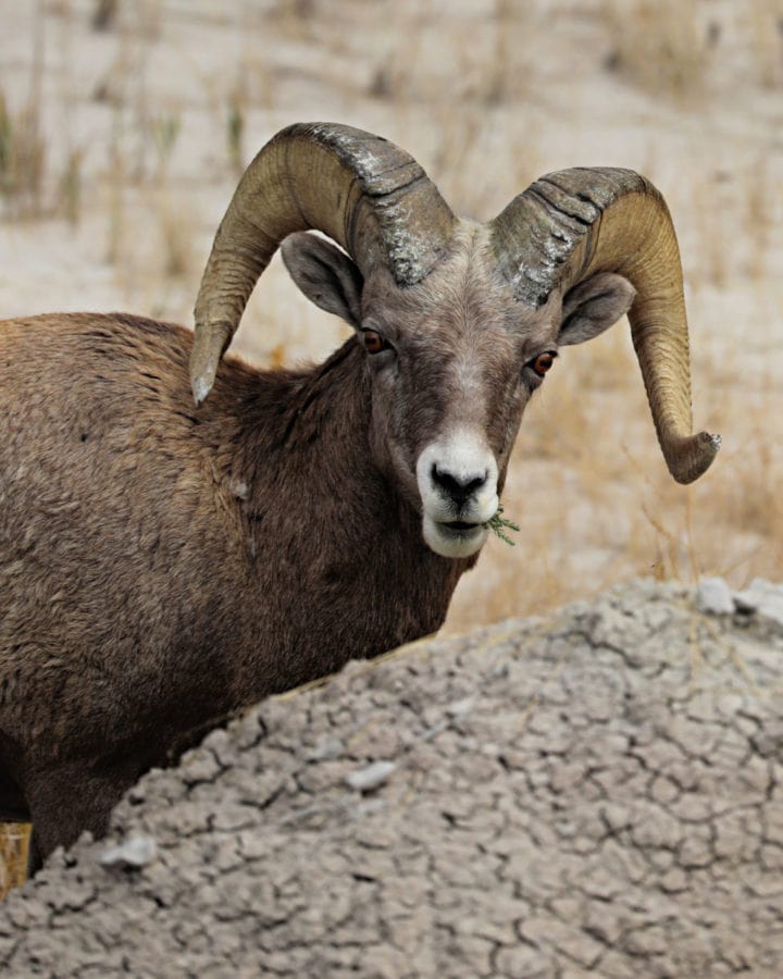 Wildlife viewing is a popular activity in Badlands NAtional Park and Bighorn Sheep like the one in the photograph is common in the Badlands