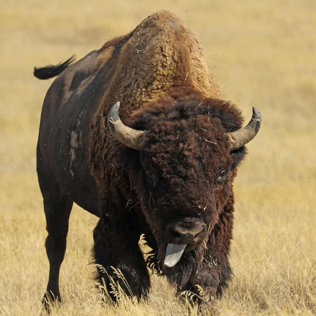 Bison in Badlands National Park