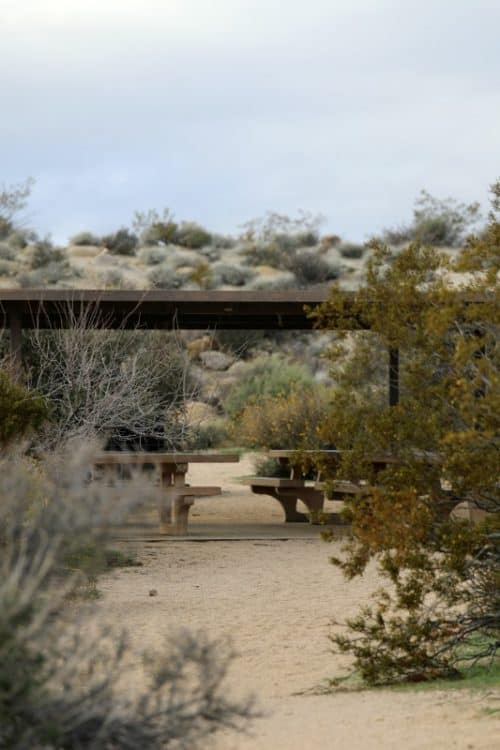 Cottonwood Campground Joshua Tree National Park Park Ranger John