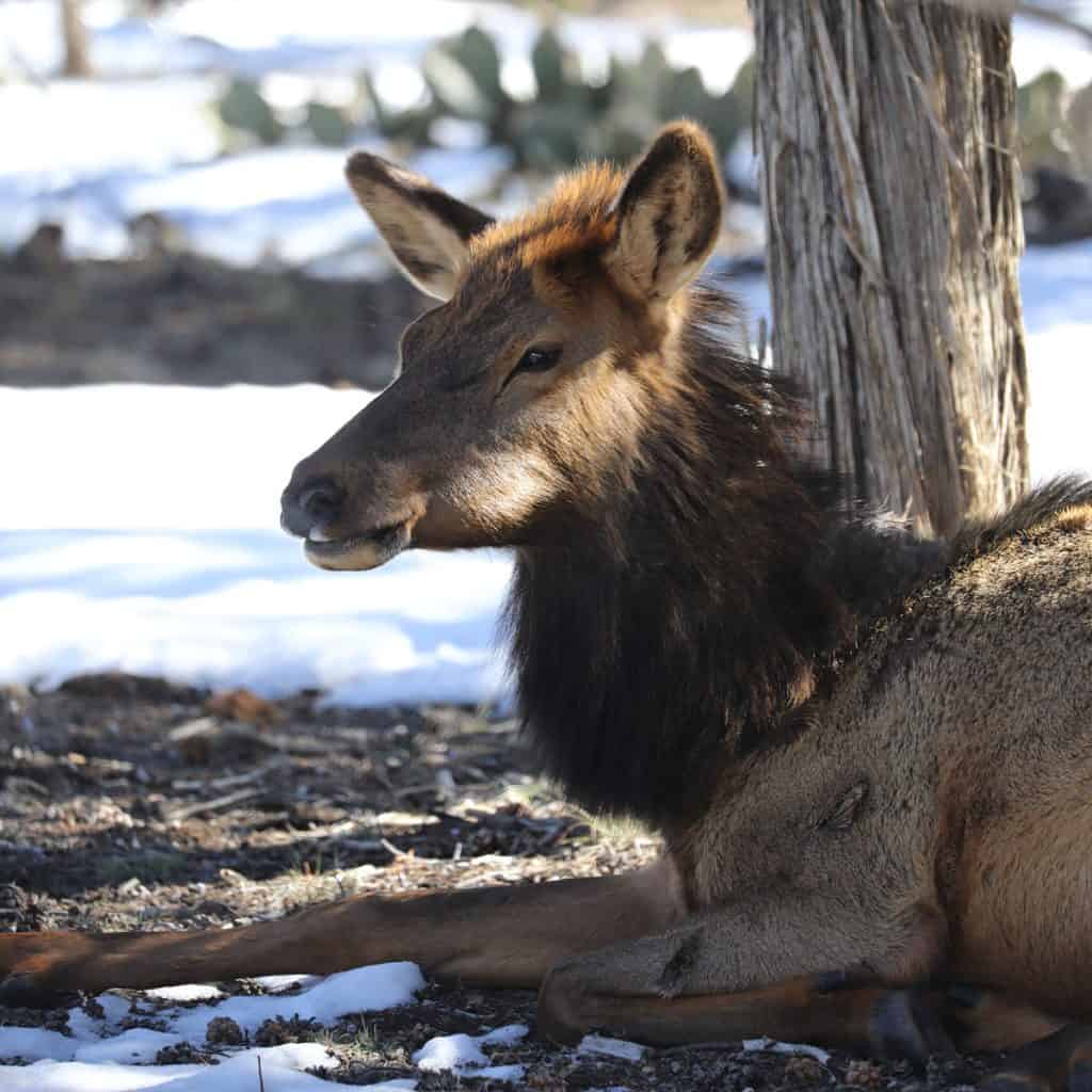 Elk in the winter at Grand Canyon National PArk