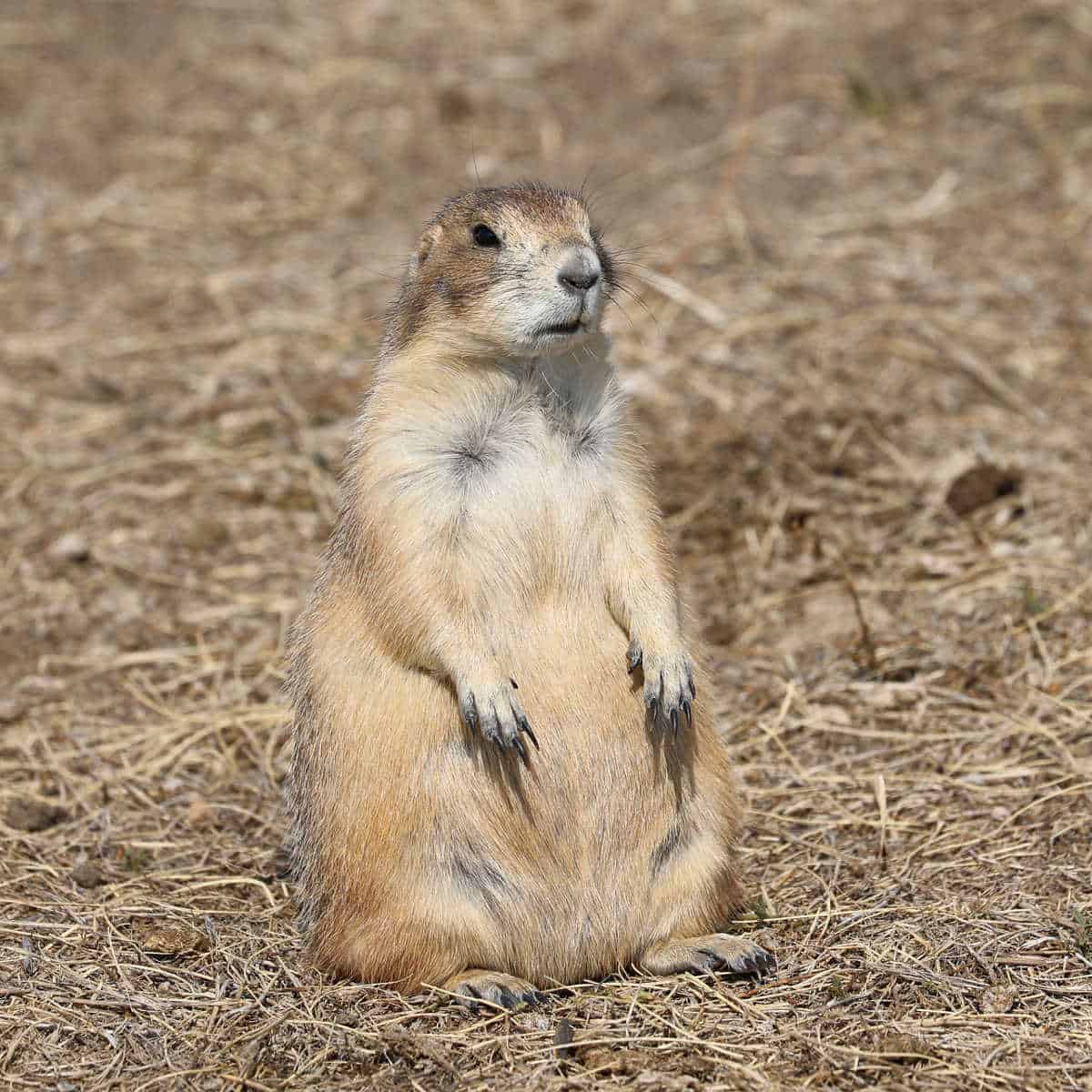 Prairie Dog sitting down