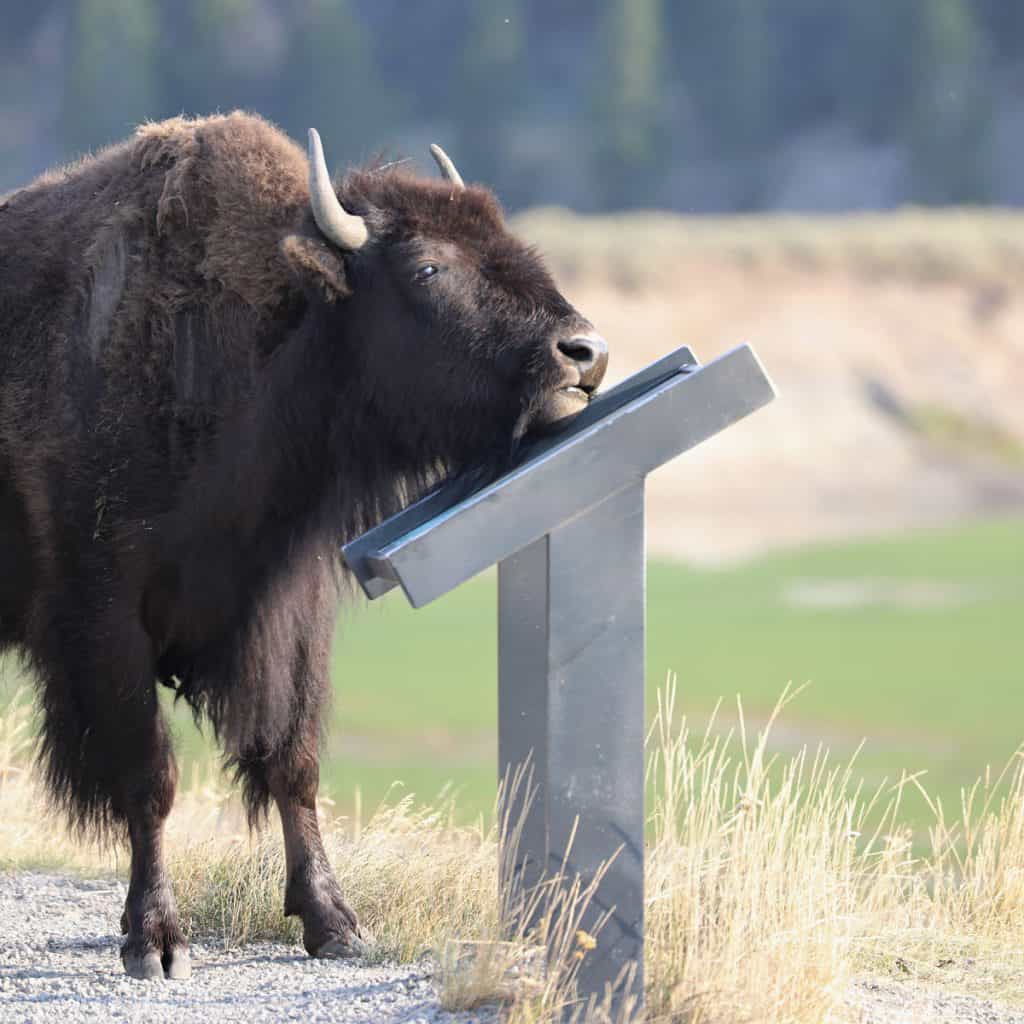 Bison at Interpretative Panel in Hayden Valley