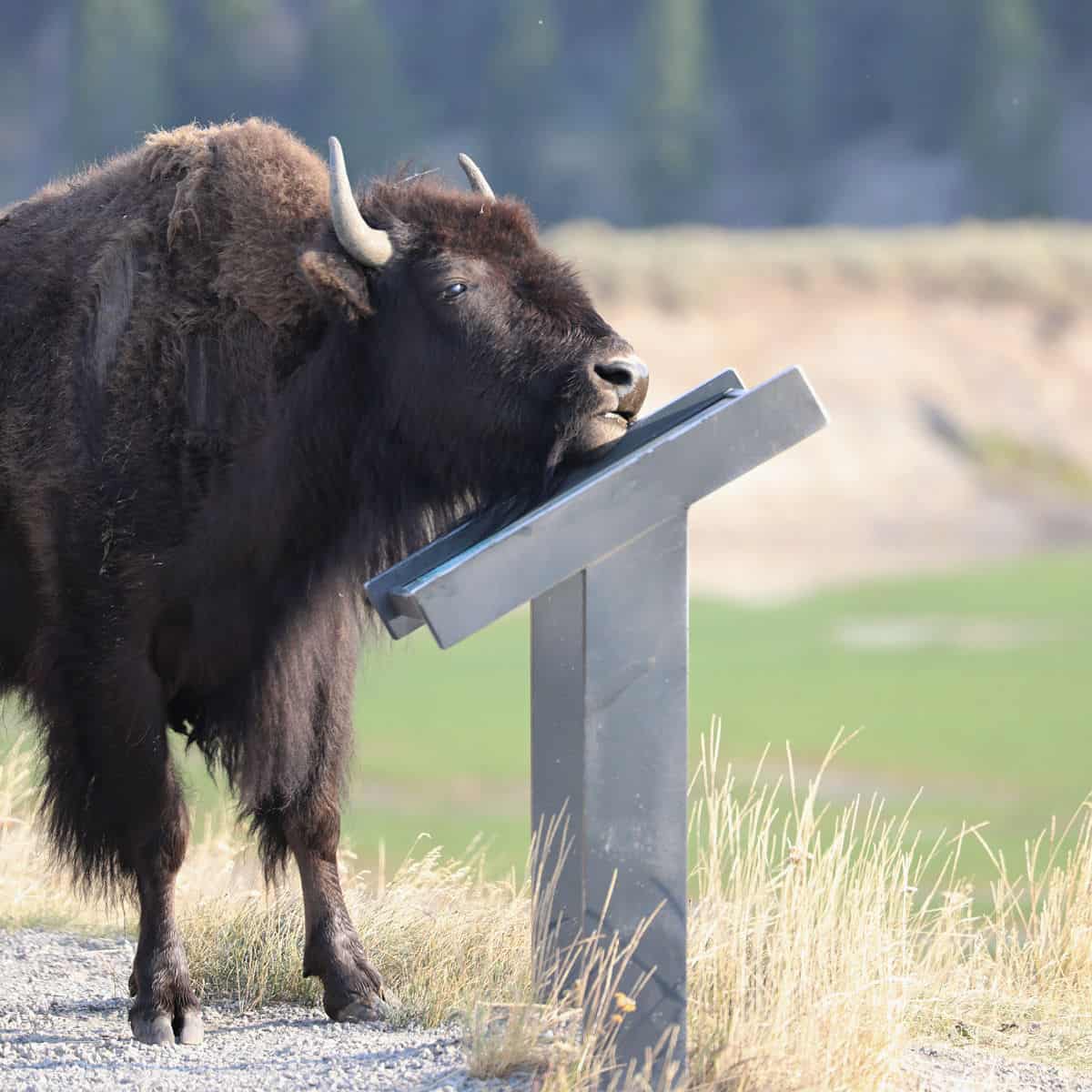 Bison at Interpretative Panel in Hayden Valley