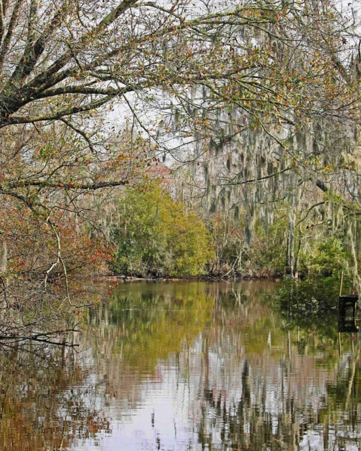 Swamp Tour at Jean Lafitte National Historical Park and Preserve