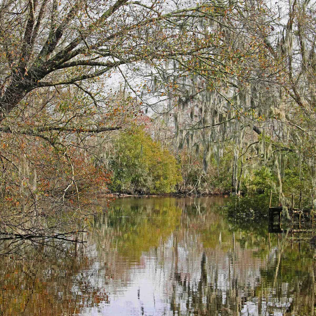 Swamp Tour at Jean Lafitte National Historical Park and Preserve