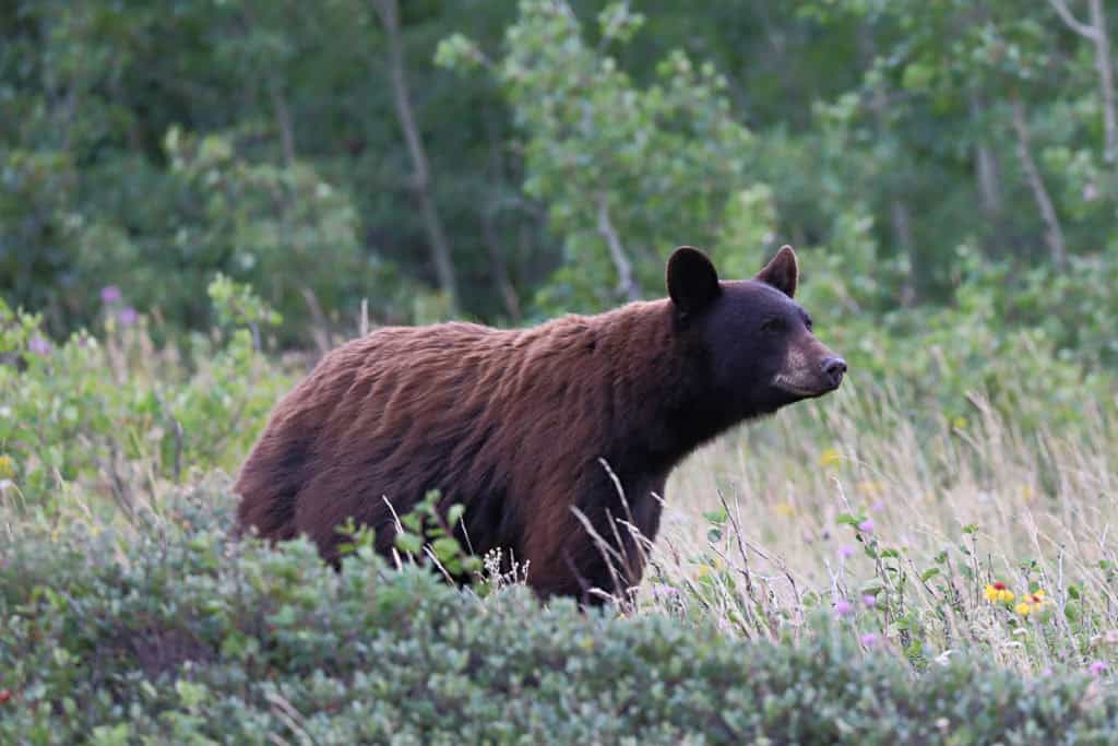 Bear at Glacier National Park near the Many Glacier Hotel