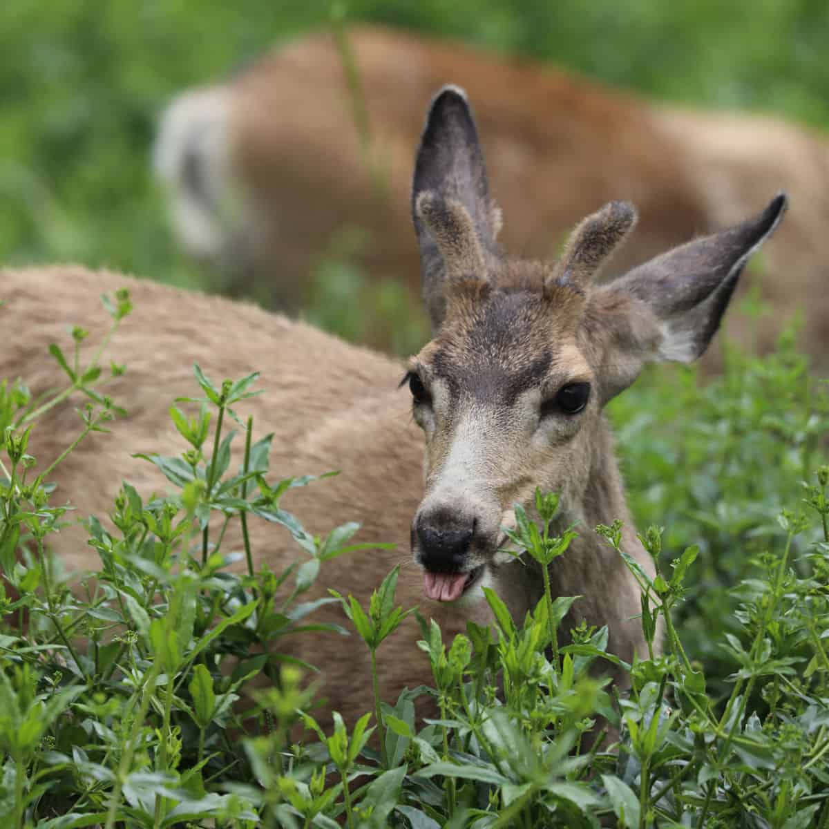 Deer is commonly seen grazing in the South Campground at Zion National Park