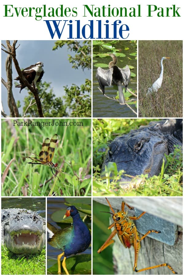 Everglades National Park Wildlife | Park Ranger John