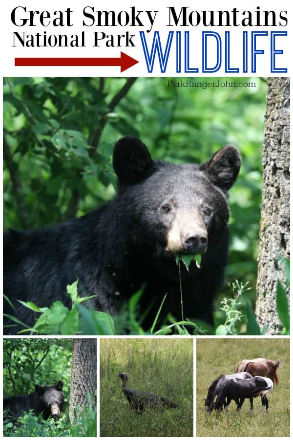 Great Smoky Mountains National Park Wildlife | Park Ranger John