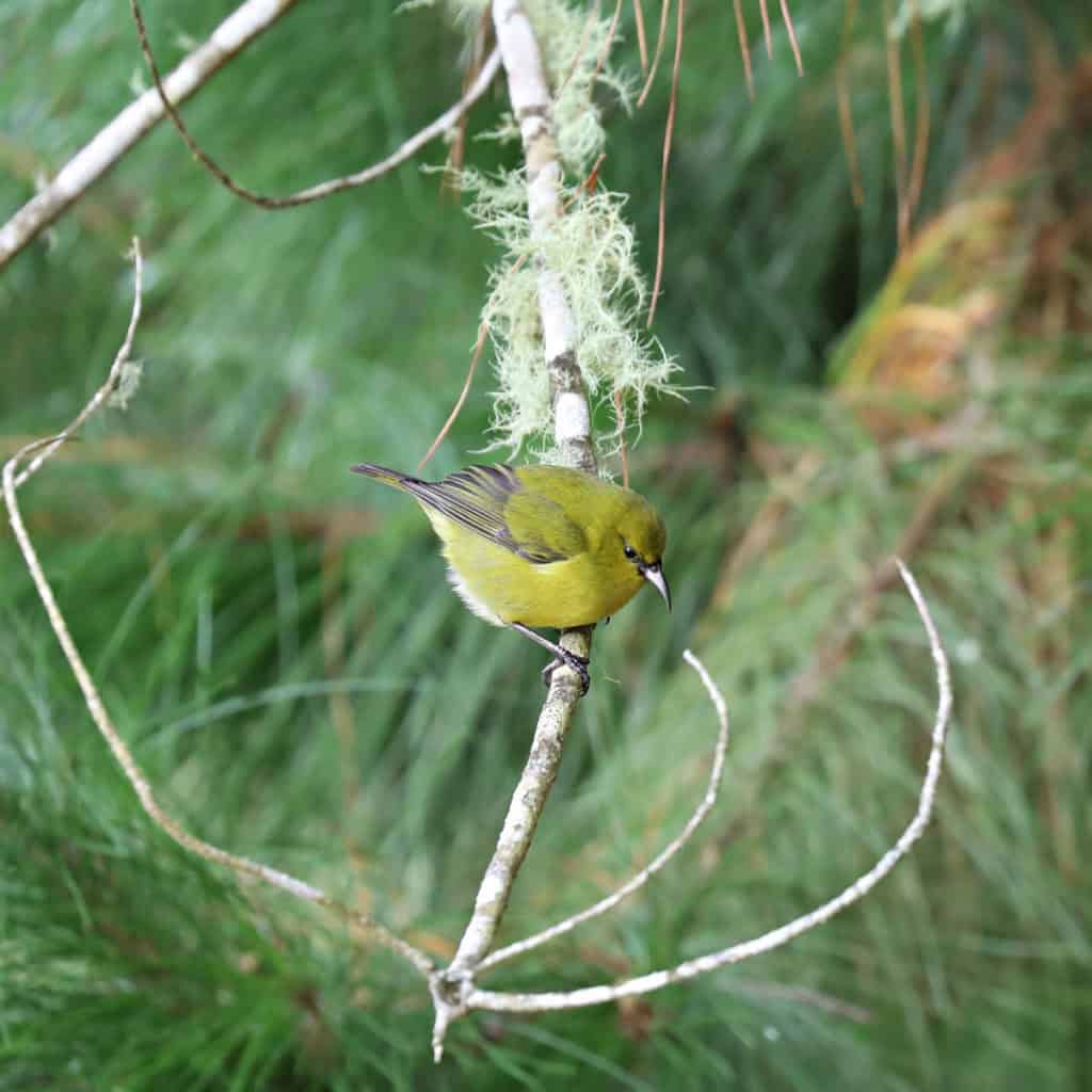 Hawaii Amakihi at Hosmer Grove in Haleakala National Park