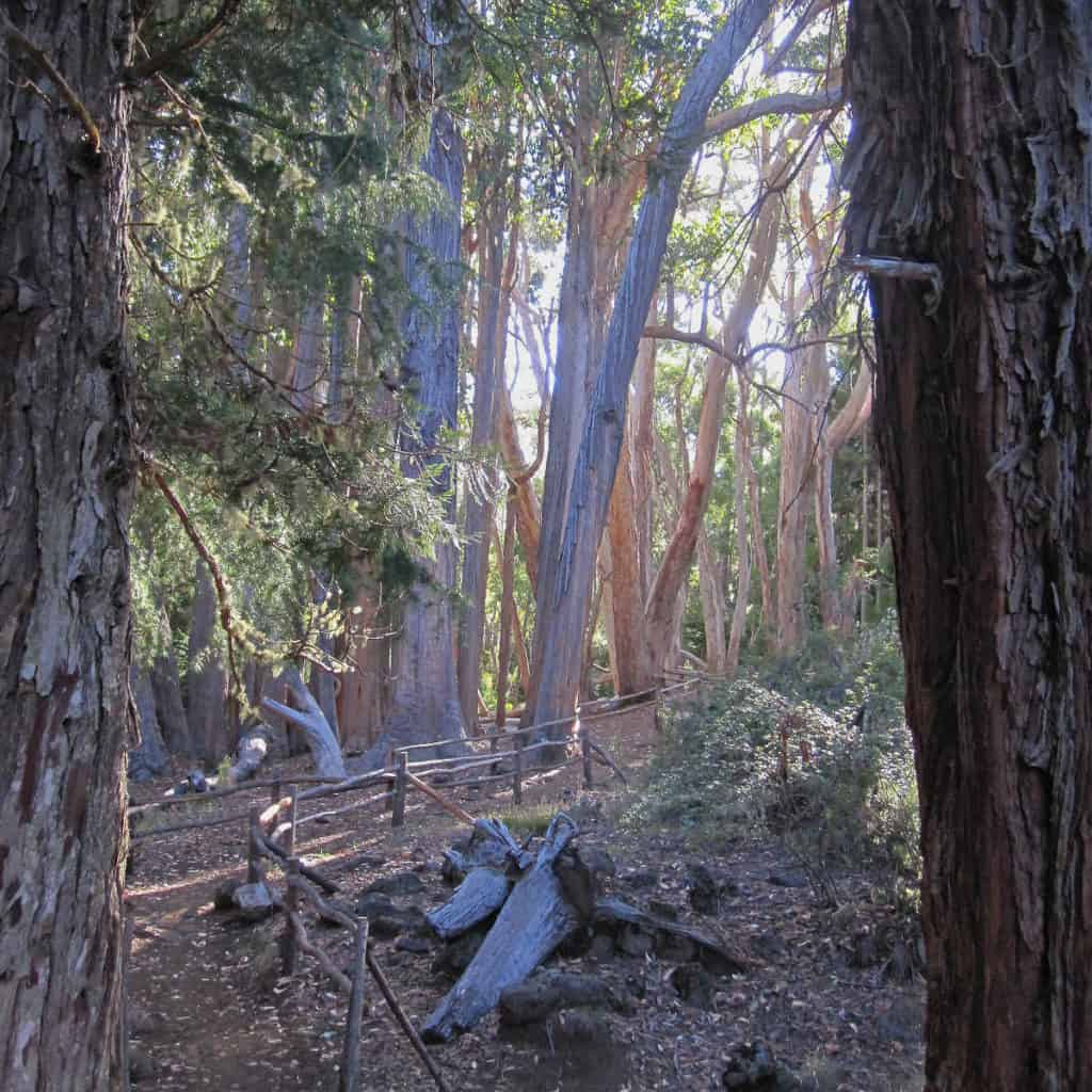 Hiking Hosmer Grove Trail in Haleakala National Park