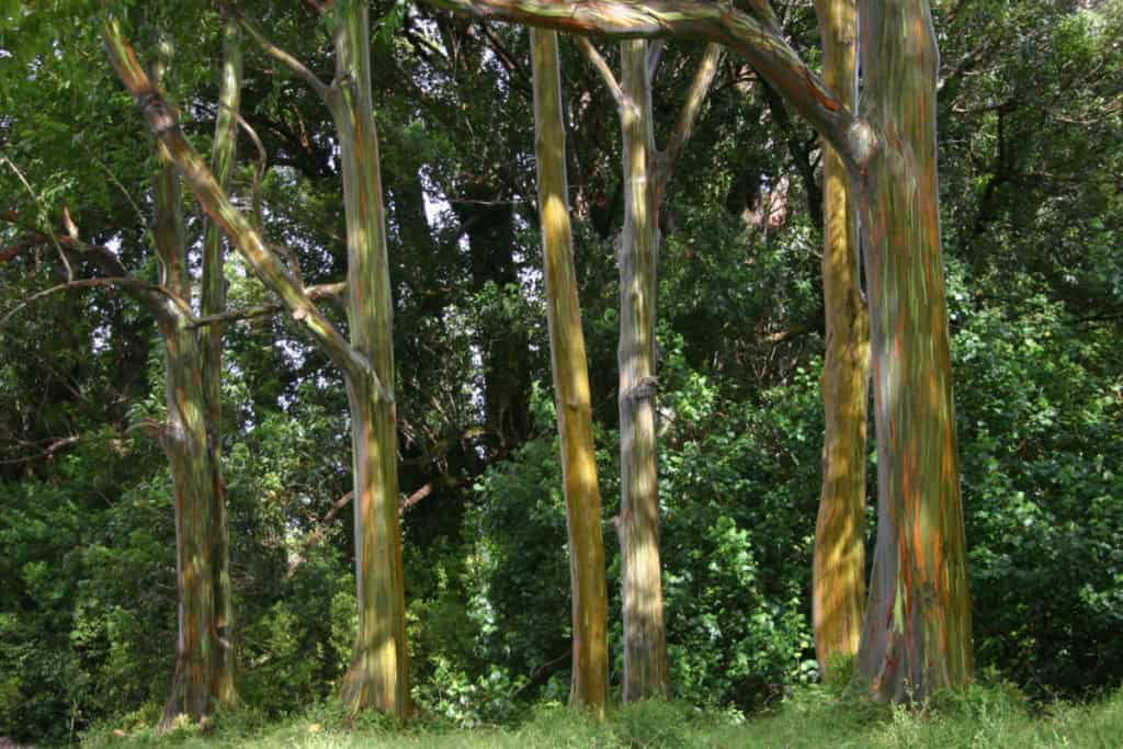 Rainbow Eucalyptus at Haleakala National Park