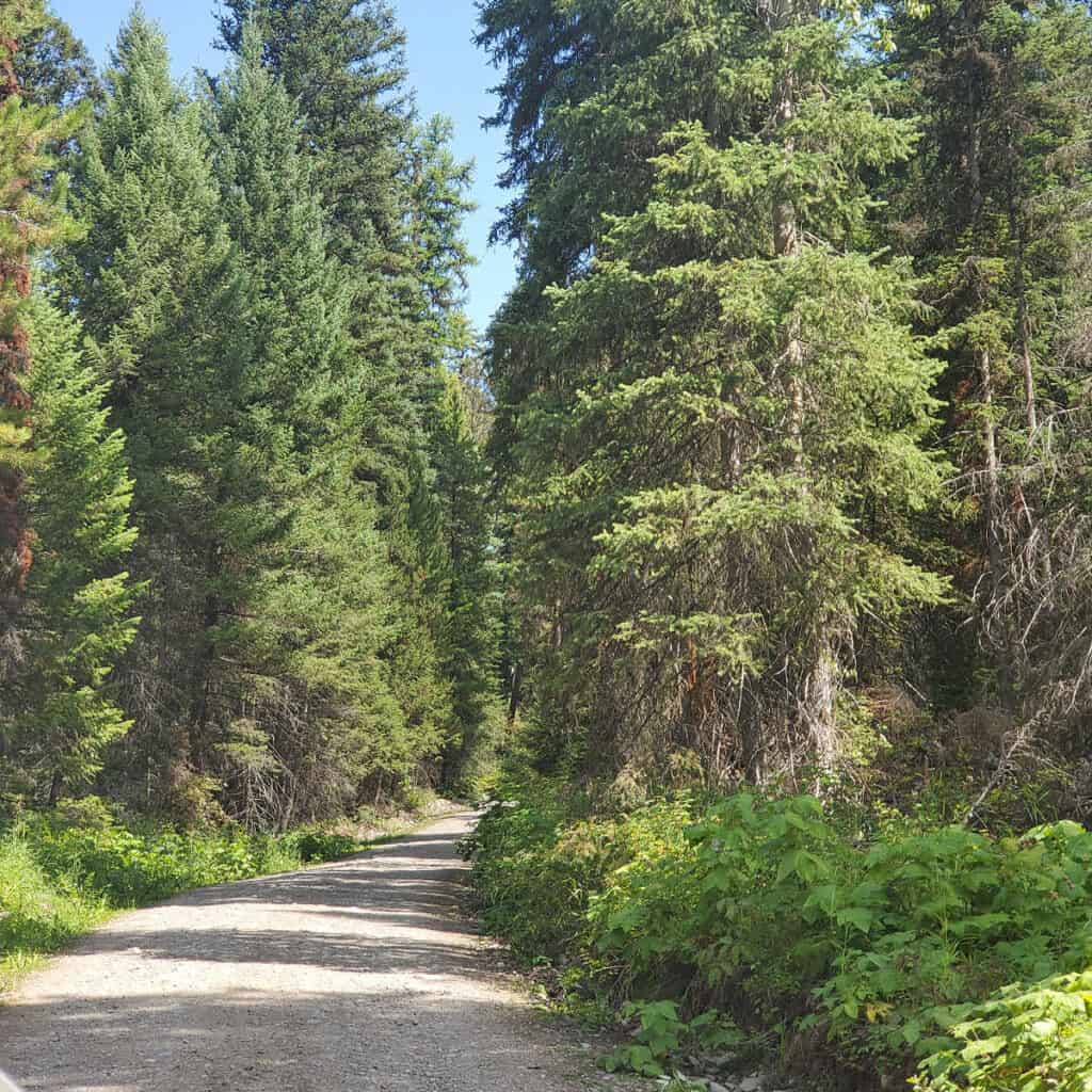 Road into Logging Creek Campground