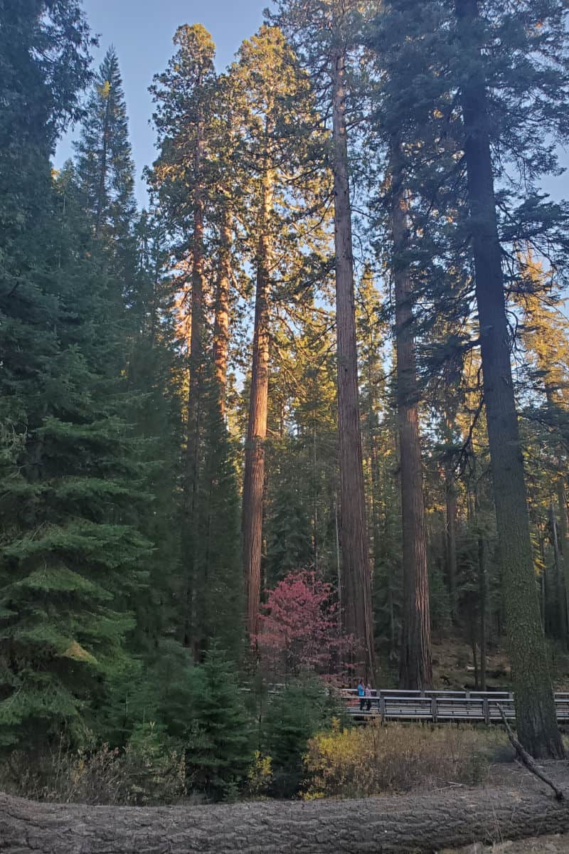 Trail into the Mariposa Grove of Giant Sequoia Trees Yosemite National Park