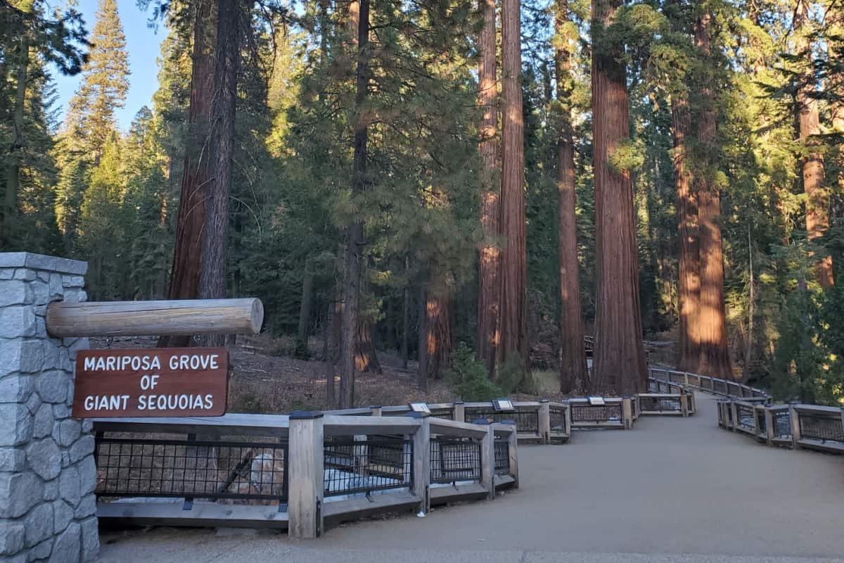 Trail into the Mariposa Grove of Giant Sequoia Trees Yosemite National Park