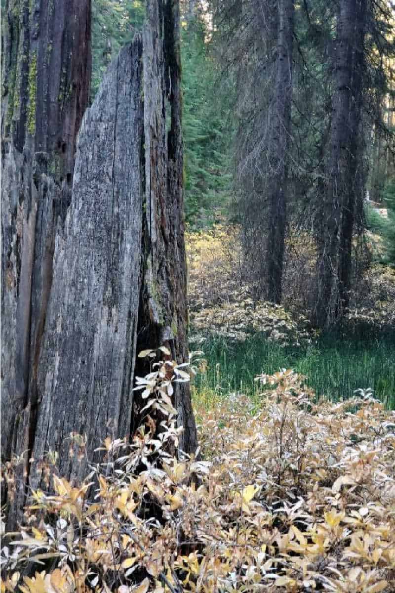 Hiking the Mariposa Grove of Giant Sequoias