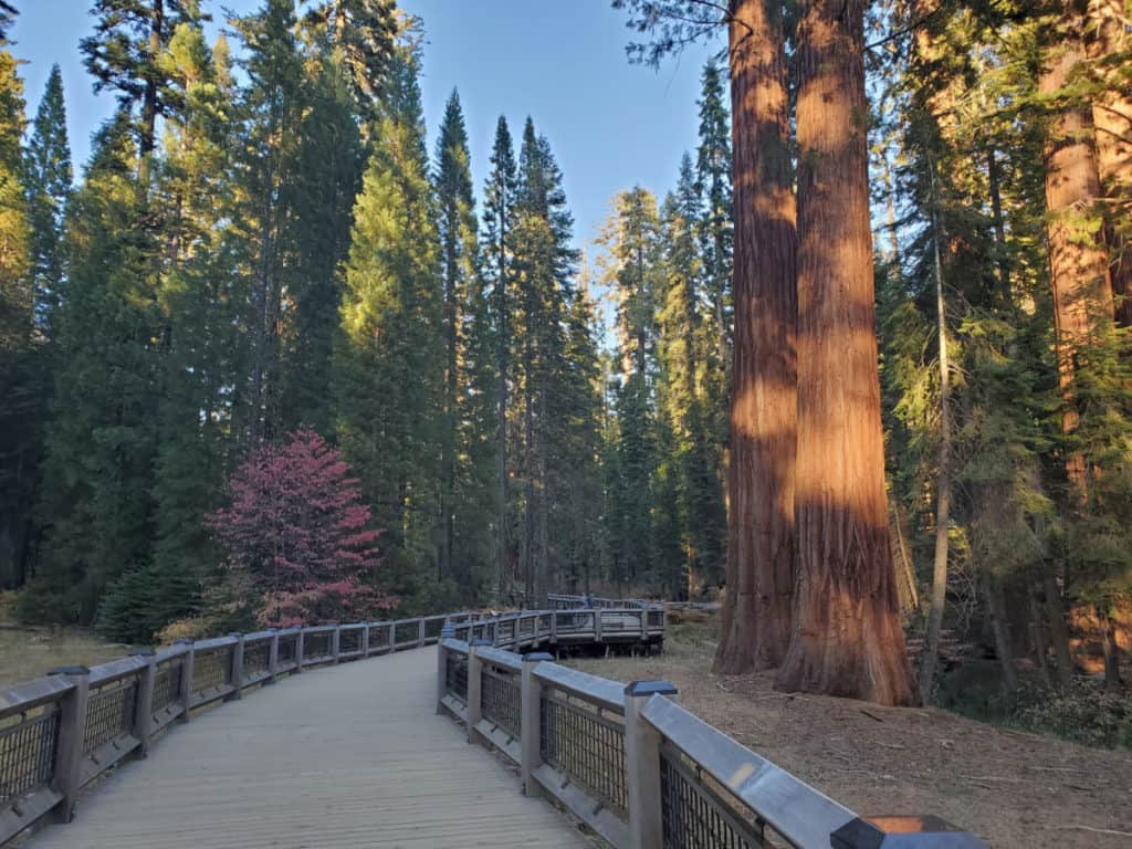 Trail in the Maripoa Grove of Giant Sequoias