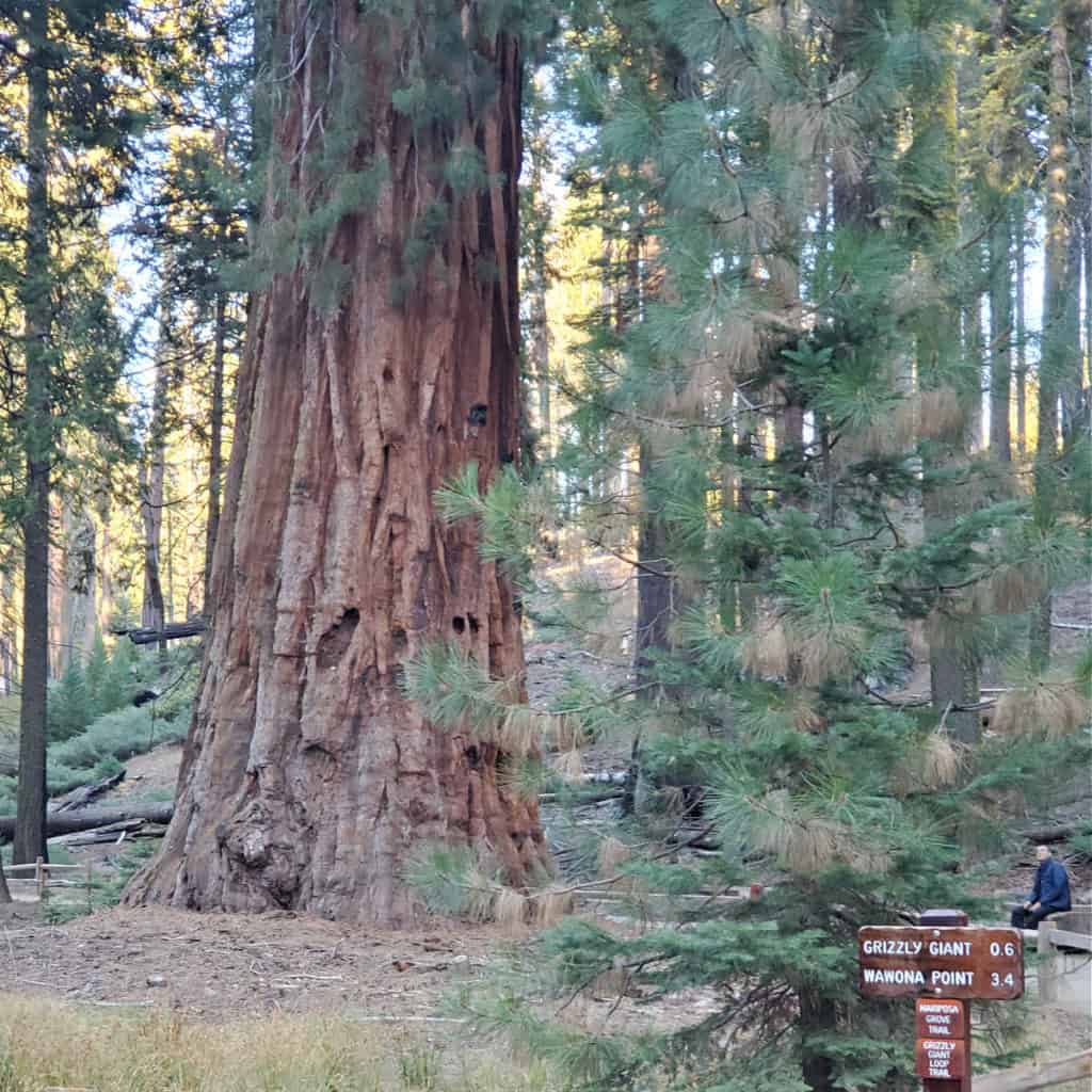 Visitor starring up at Sequoia Tree in Mariposa Grove