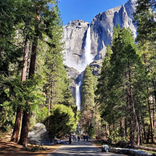 Several people walking on a paved trail leading straight to the base of Yosemite Falls in Yosemite National Park with trees and boulders on the side of the trail and blue skies