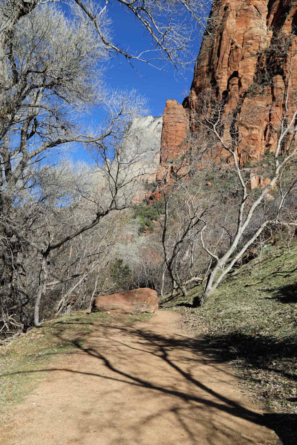 The Grotto Trail in Zion National Park 