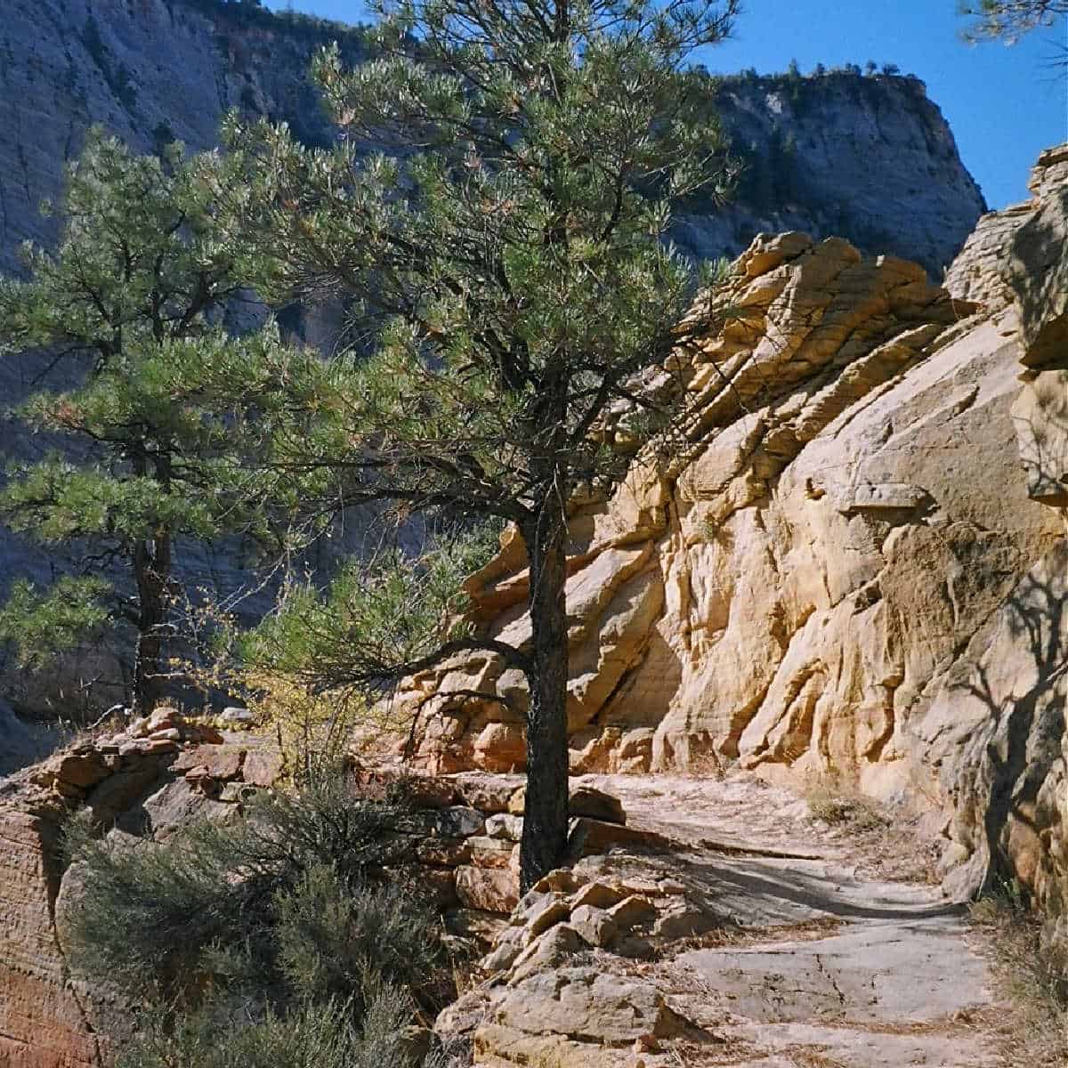Trail to Observation Point in Zion National Point. Observation Point has an epic view down the Zion Canyon! 
