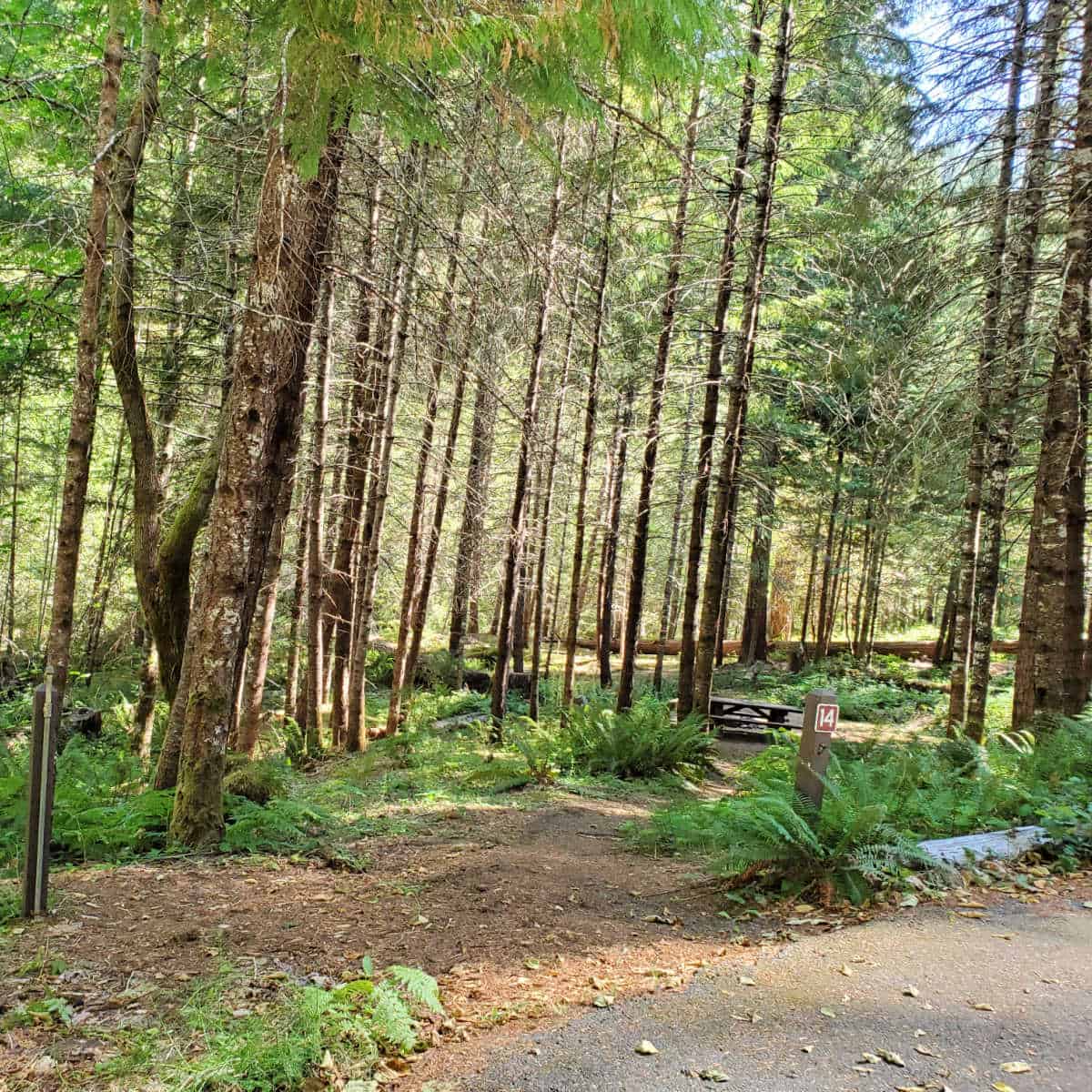 Campsite 14 Cave Creek Campground, Oregon Caves National Monument Oregon