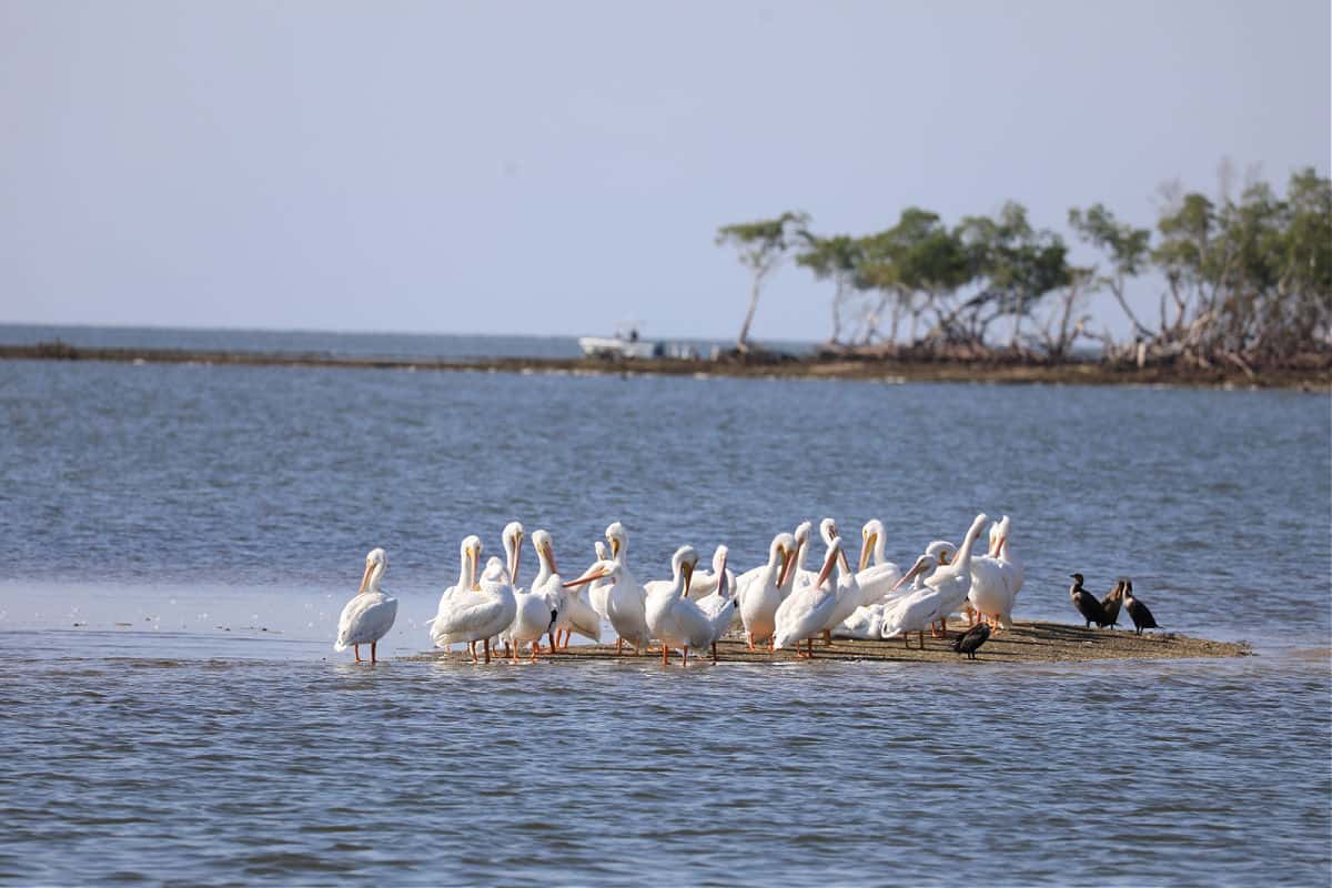 White Pelicans in the Bay 10,000 Islands Cruise