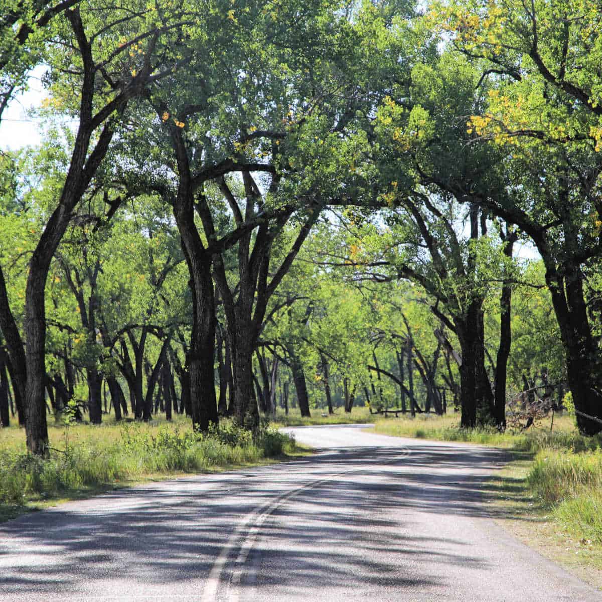 Cottonwood trees surrounding the road as you drive into Juniper Campground at Theodore Roosevelt National Park