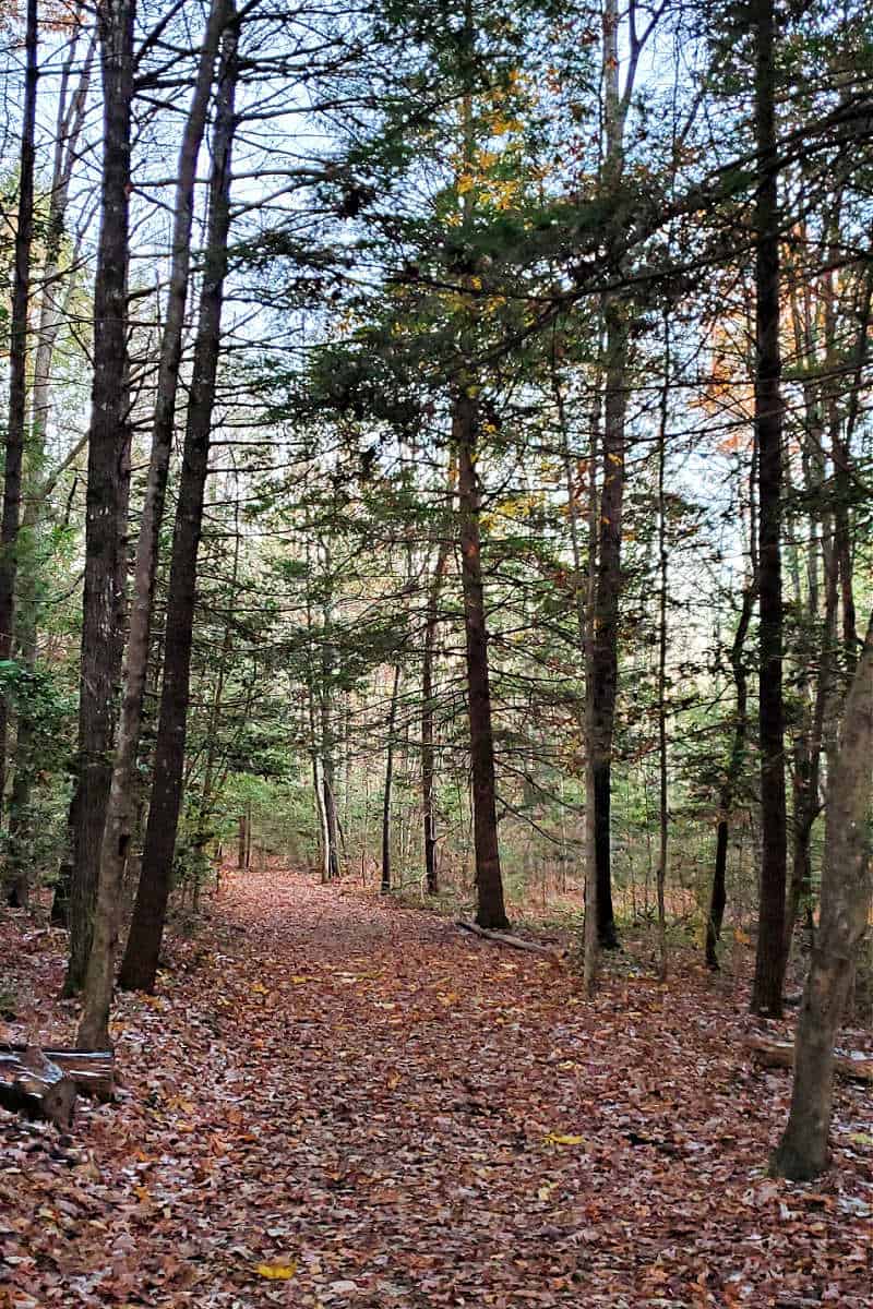 Hiking trail at Obed Wild and Scenic River 