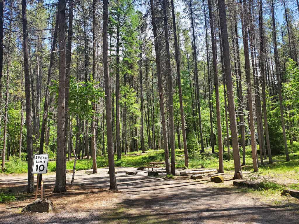 Campsite 3 Apgar Campground, Glacier National Park